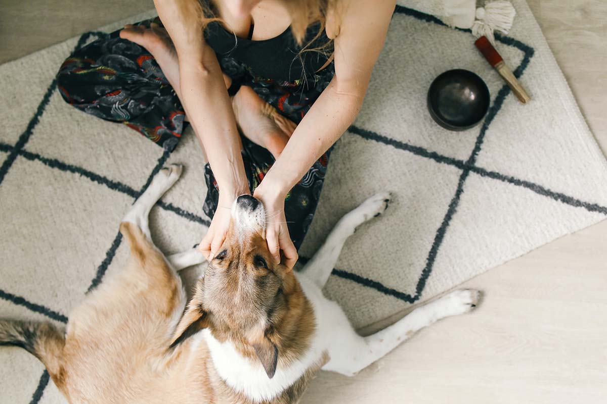 Caring For Dogs With Torn ACLs