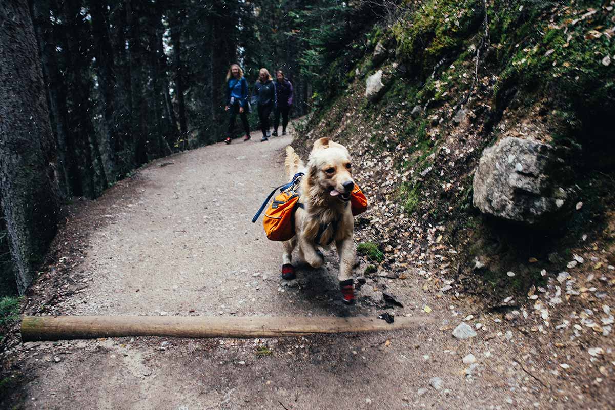 taking your animal out for some exercise