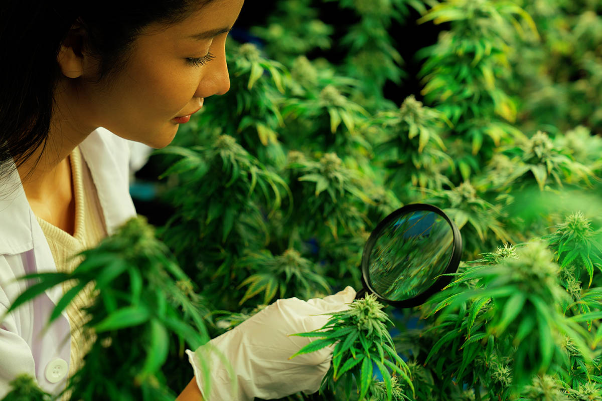 Guide to Cannabis Use 