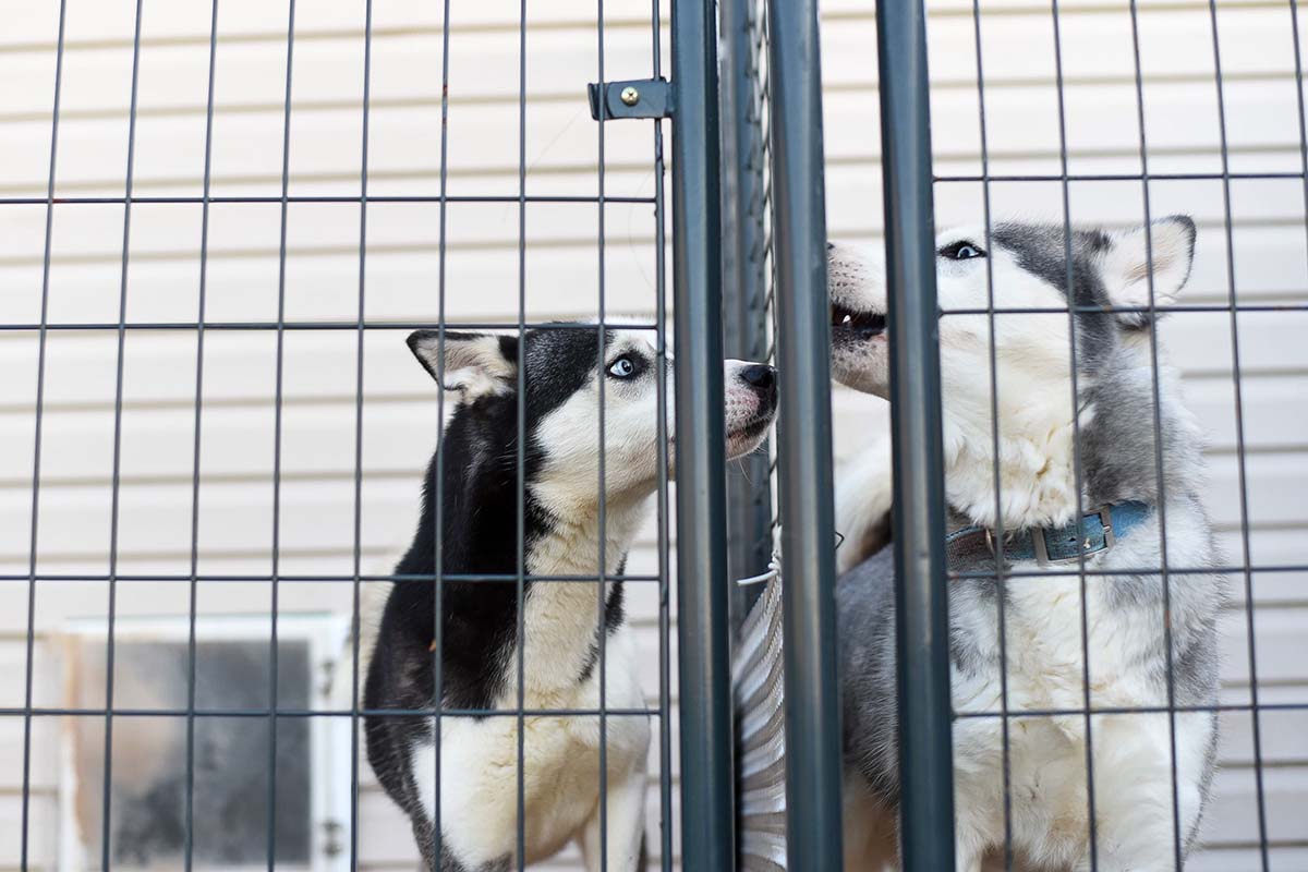 adopting a dog from a shelter