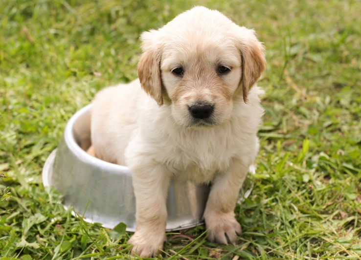 potty training dog