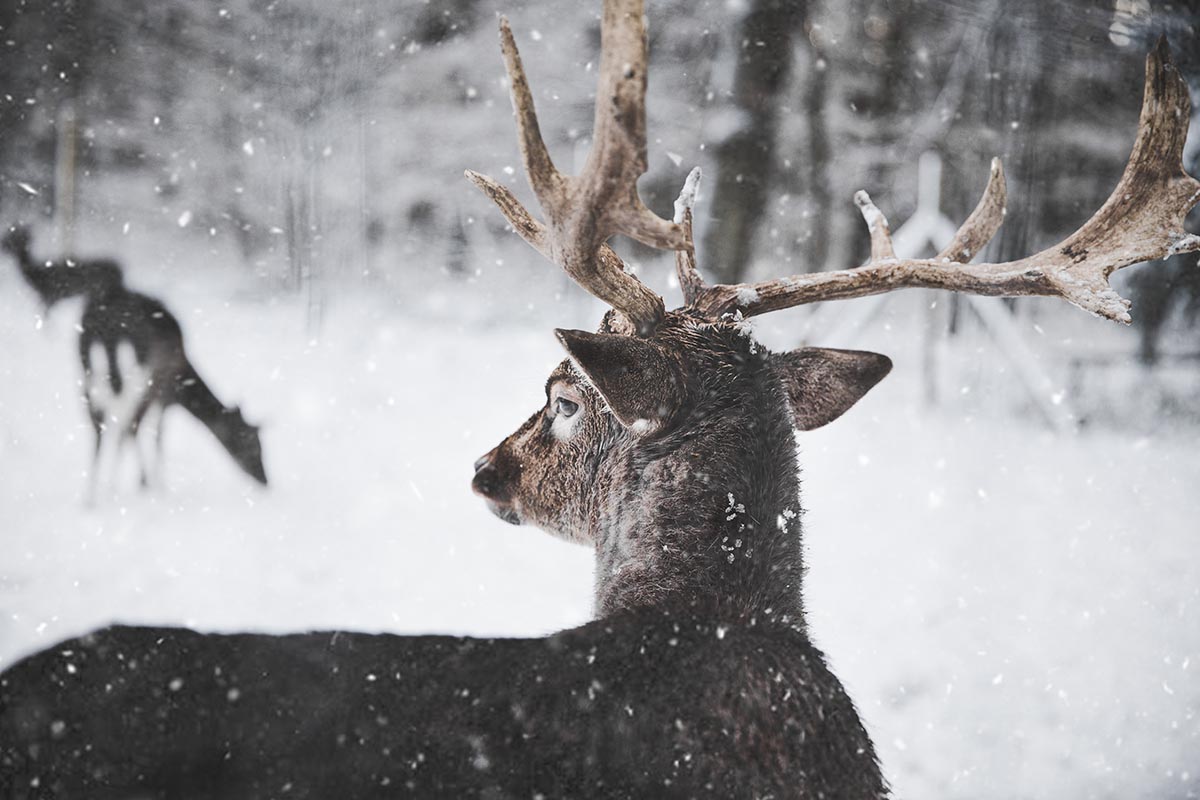  Successful Deer Hunters 