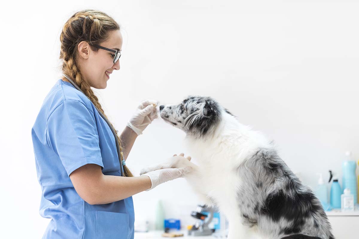 vet clinic appointment