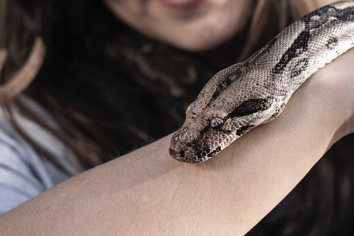 Frozen Mice to Your Pet Snake
