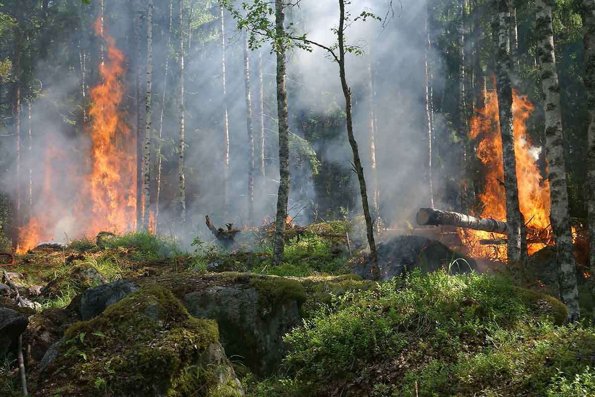 How can Businesses Prepare for Wildfires