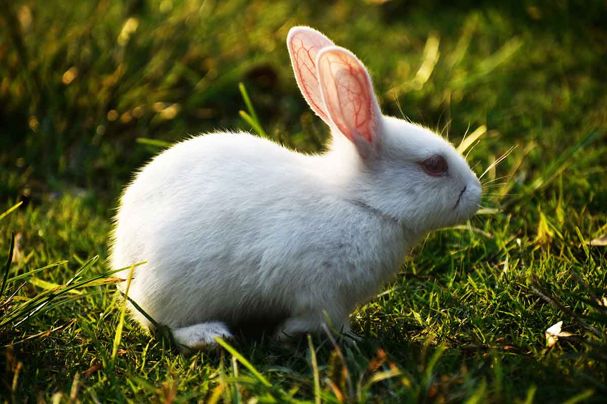 How to tell rabbit poop apart from deer poop