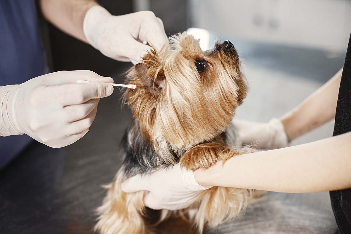 Warning Signs Your Dog Needs to See The Vet Immediately
