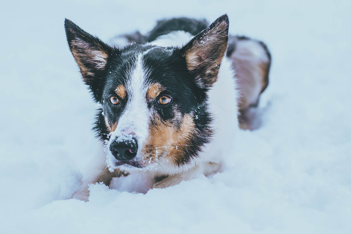Winter Season Illnesses in Your Pets