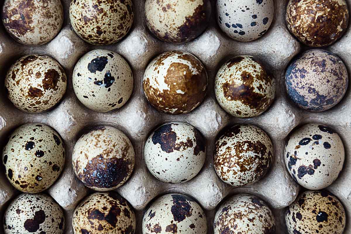 quail hatching eggs