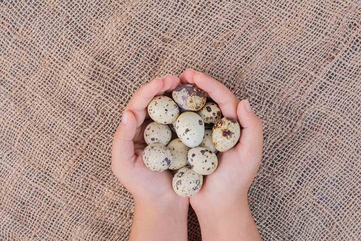 quail hatching eggs