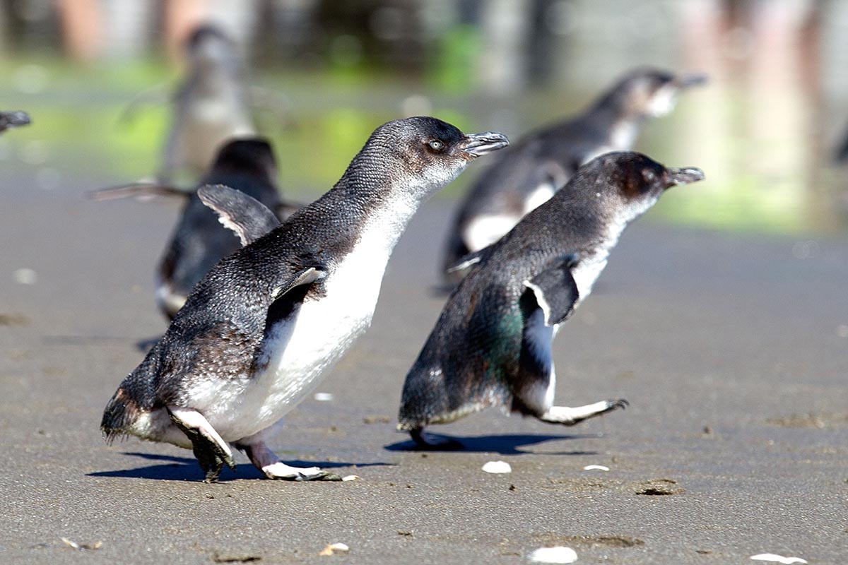 Blue Penguins and Royal Albatross Birds