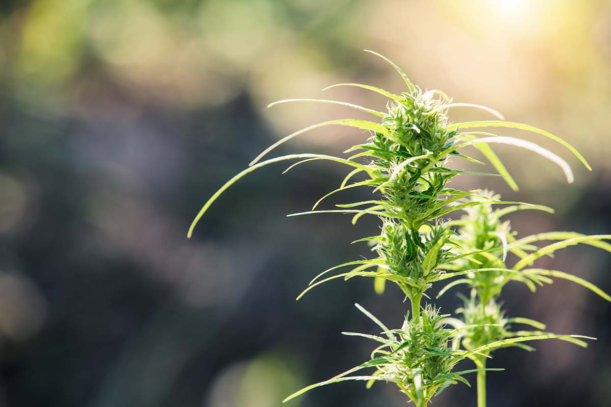 Hemp Flower Products