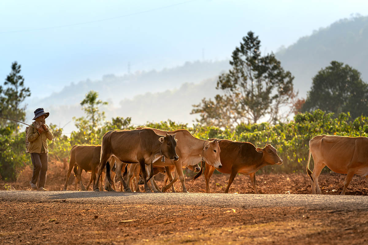 Livestock accident lawyers