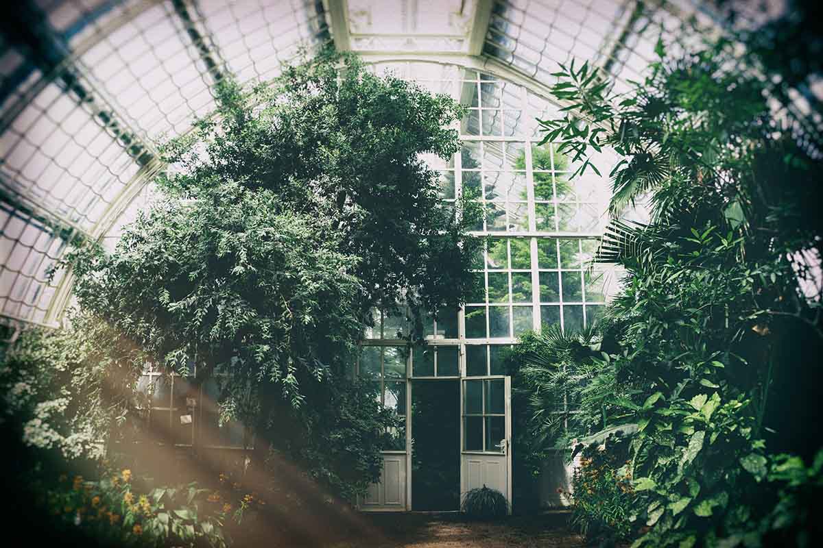 harvesting plants in year-round greenhouse
