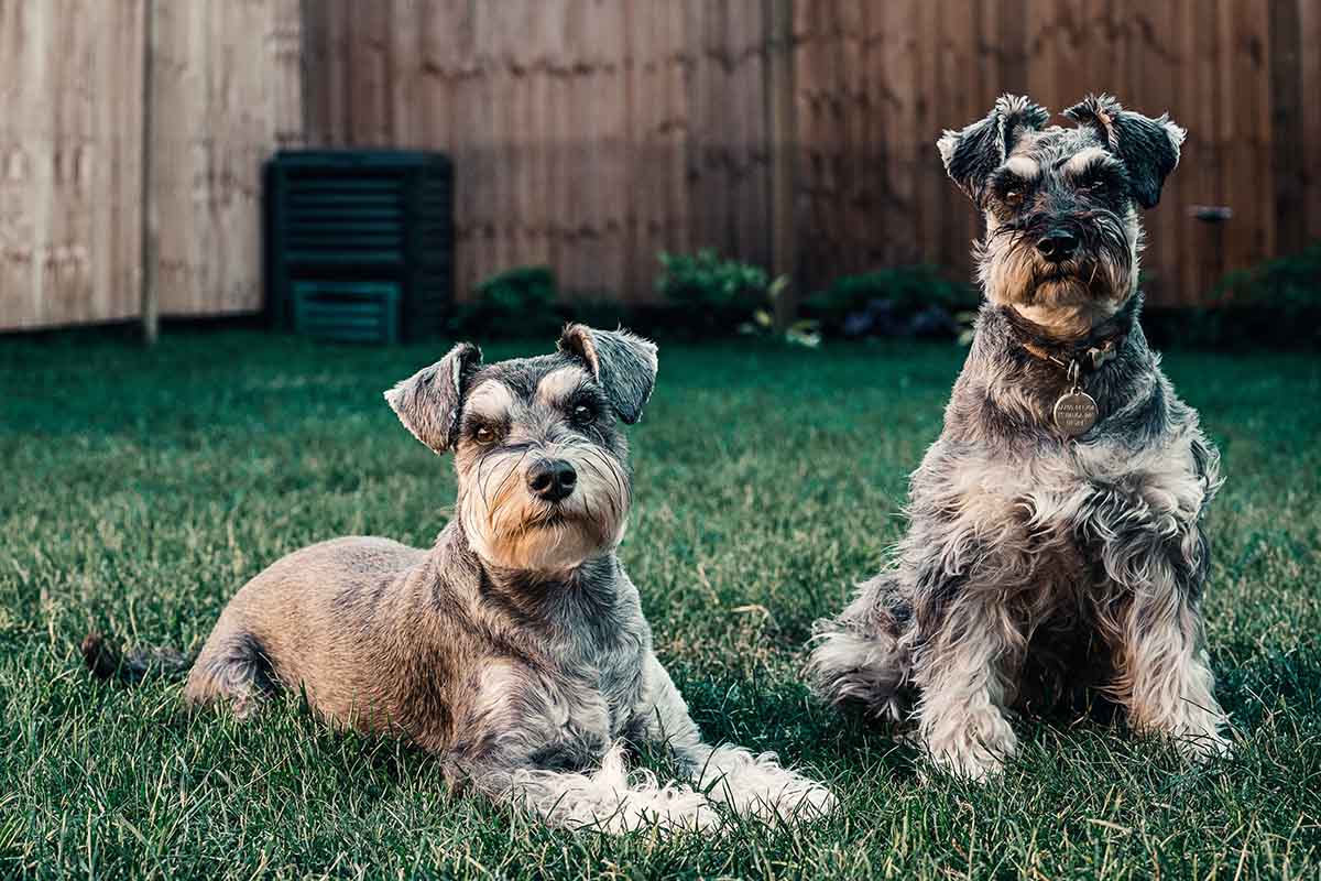 Best Foods for Miniature Schnauzer