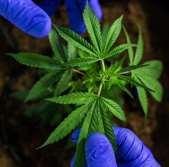 Buying CBD Hemp Flower On A Sale