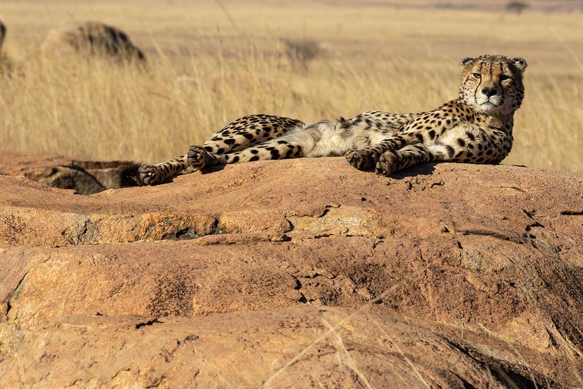 Best Time To Go on a Honeymoon Safari
