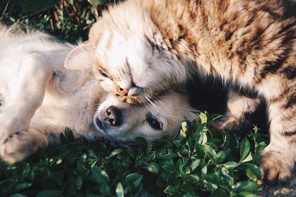 How to Boost Pet's Well-Being