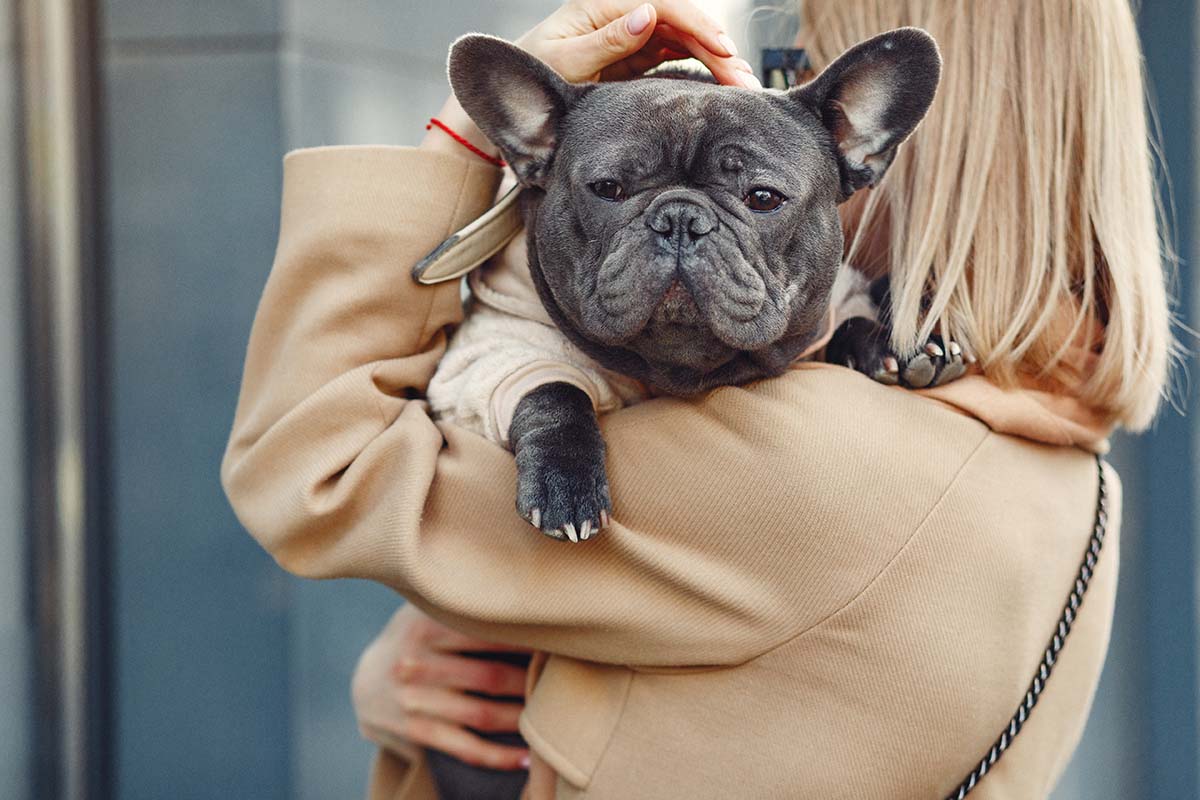 Top Dog Books for Canine Enthusiasts