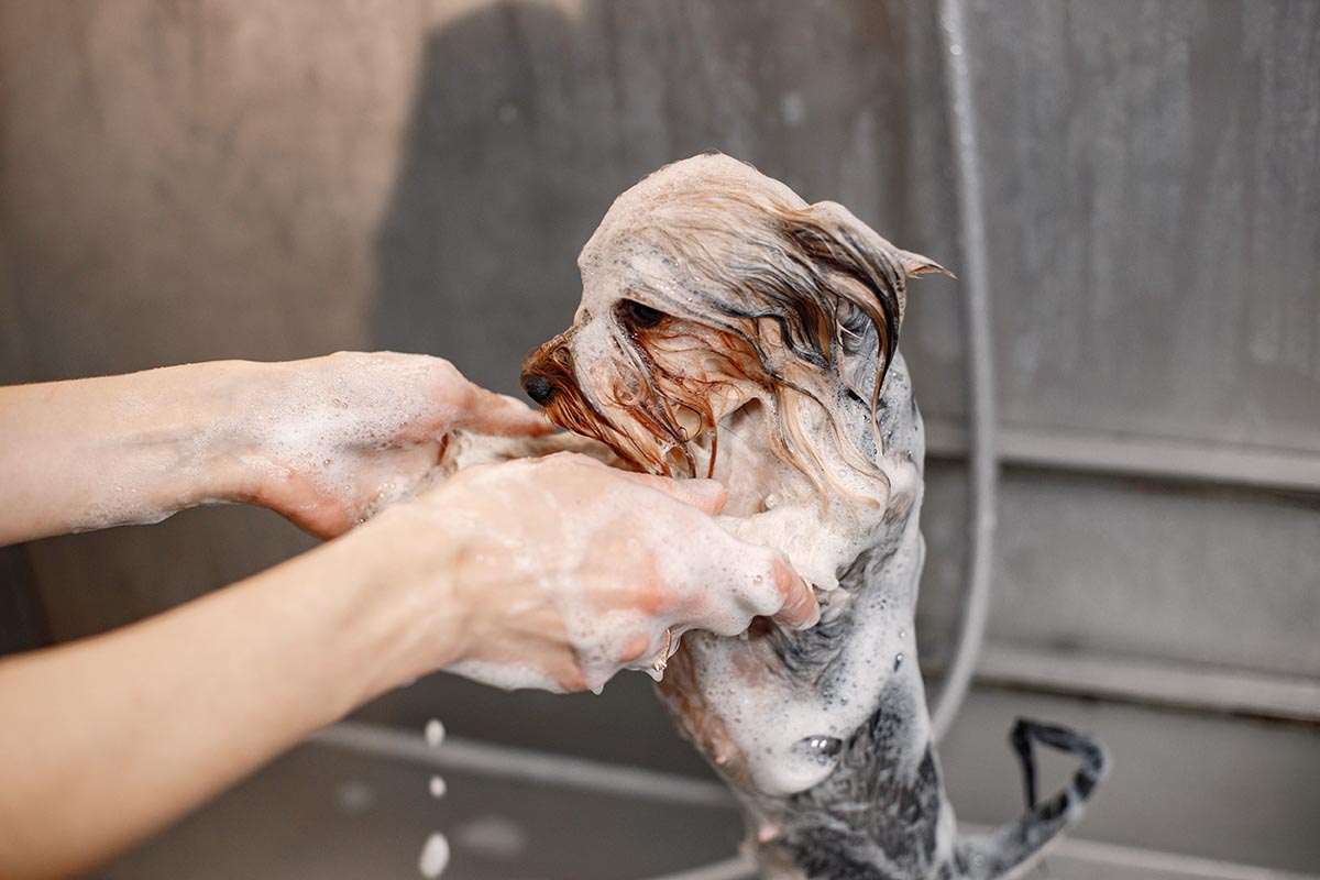 Washing Your Pets