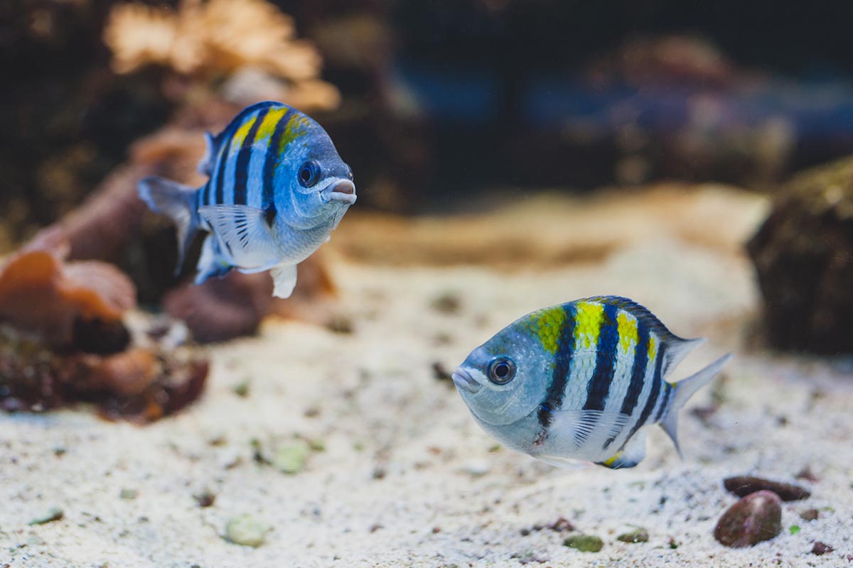 Fish Pets