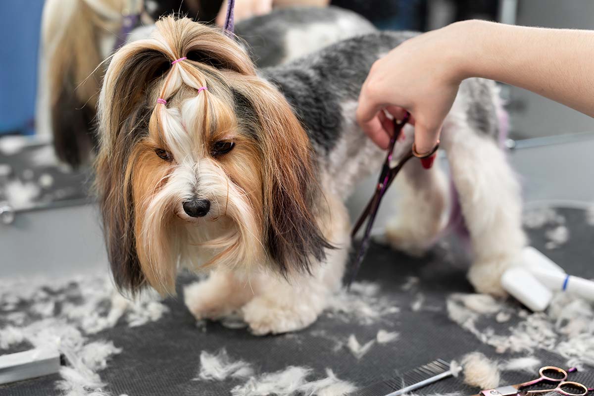 common mistakes in DIY dog grooming