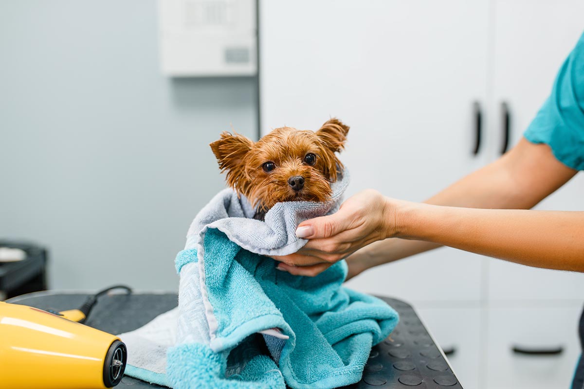 common mistakes in DIY dog grooming