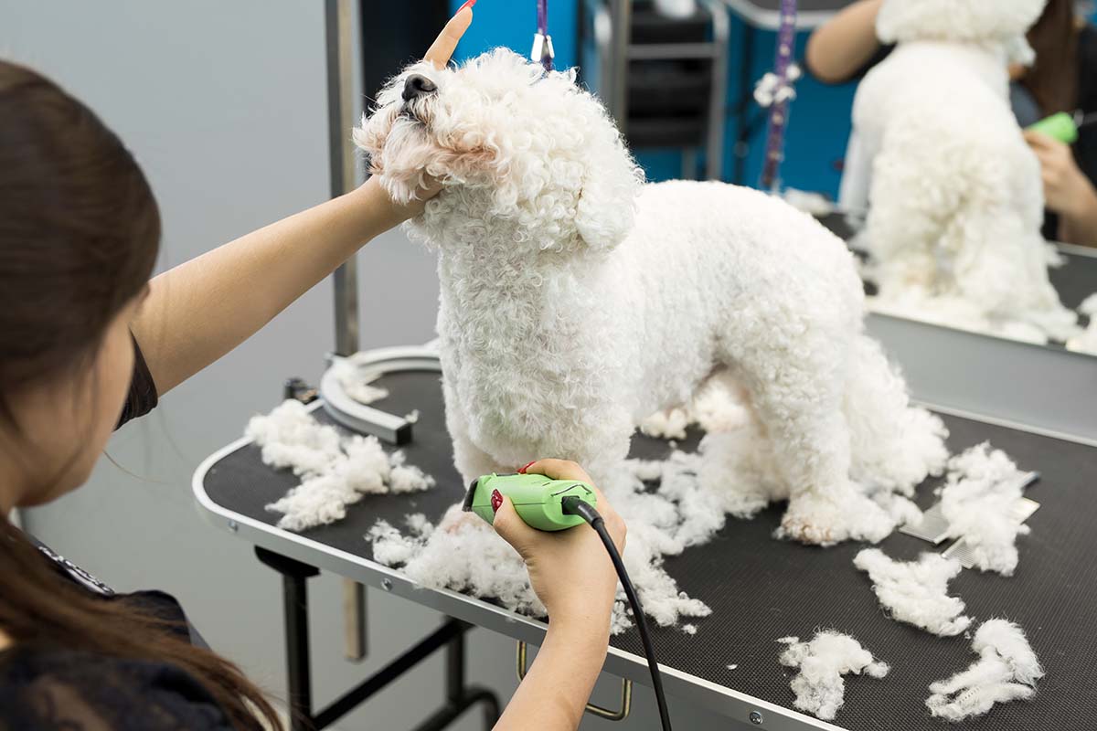 common mistakes in DIY dog grooming