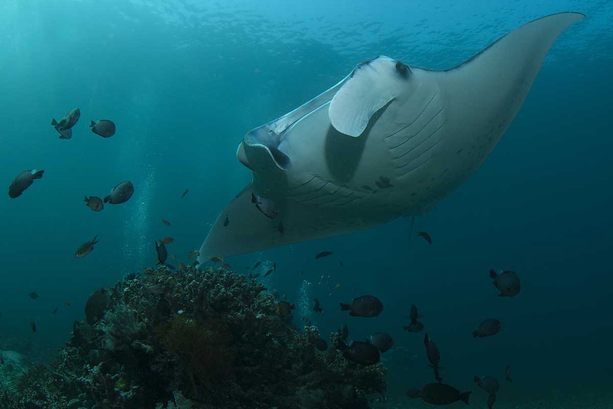 Exploring the Marine Wonderland