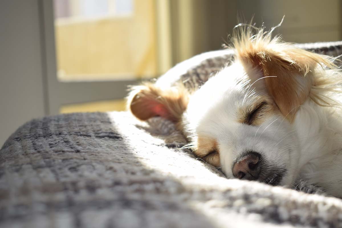 How To Know If Your Dog Is Unhealthy 