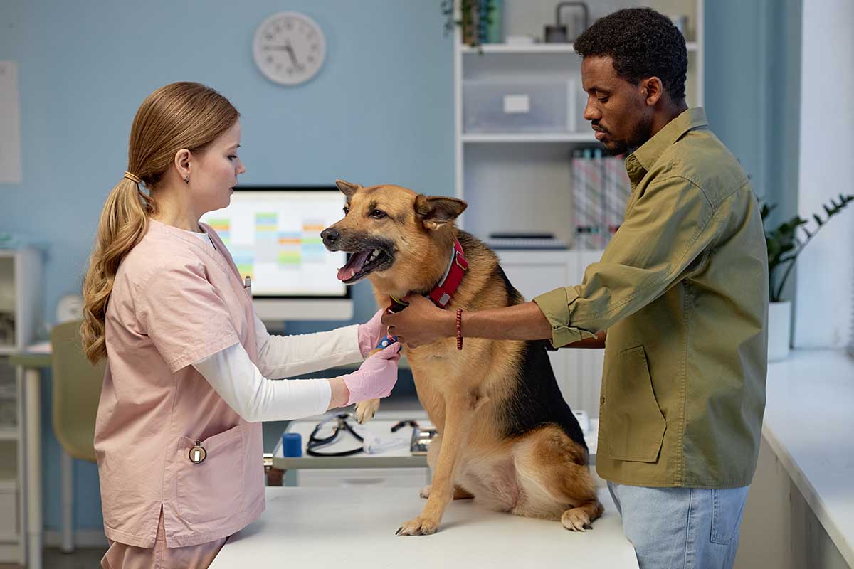 Regular Veterinary Check-ups