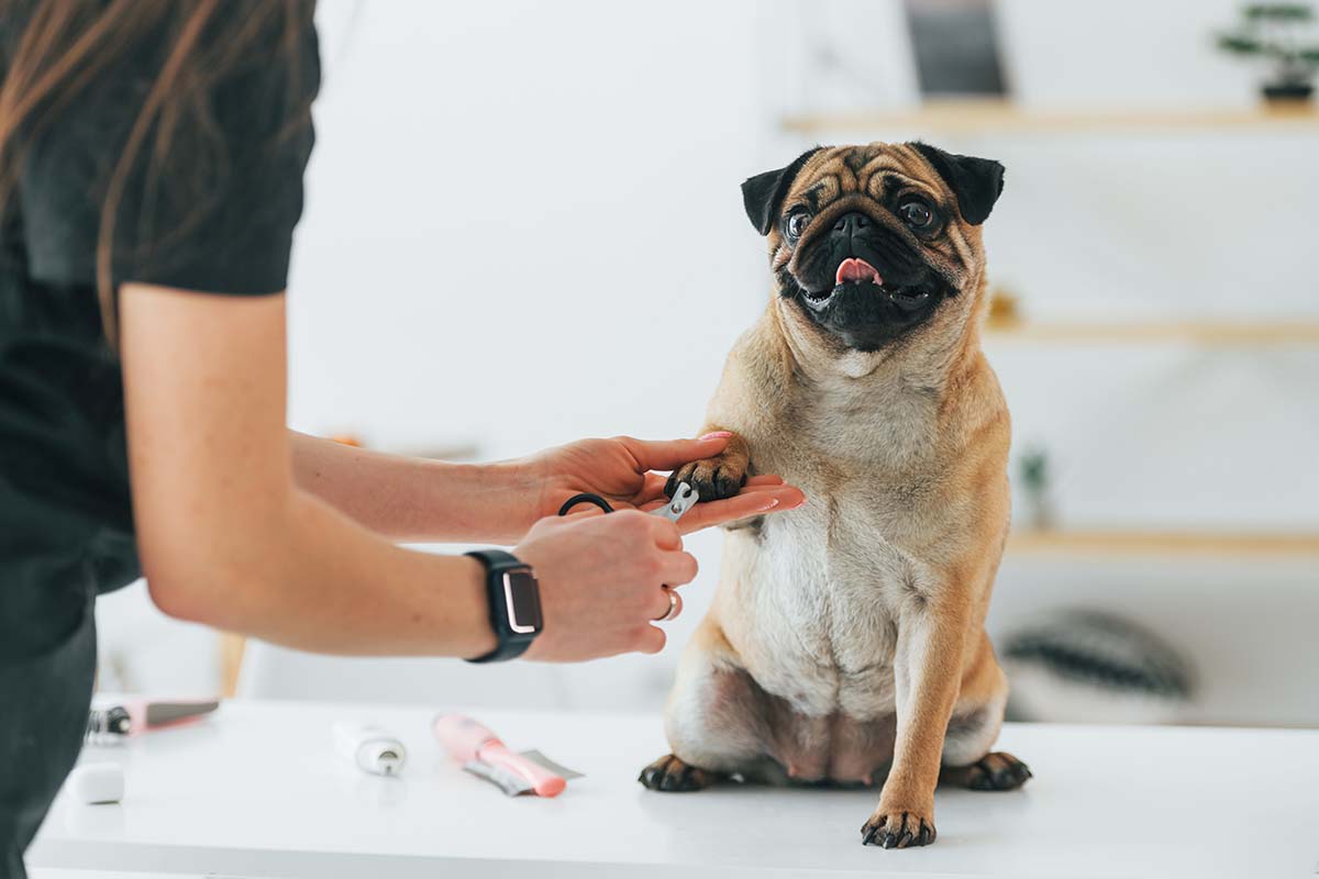 insuring dogs with the same company