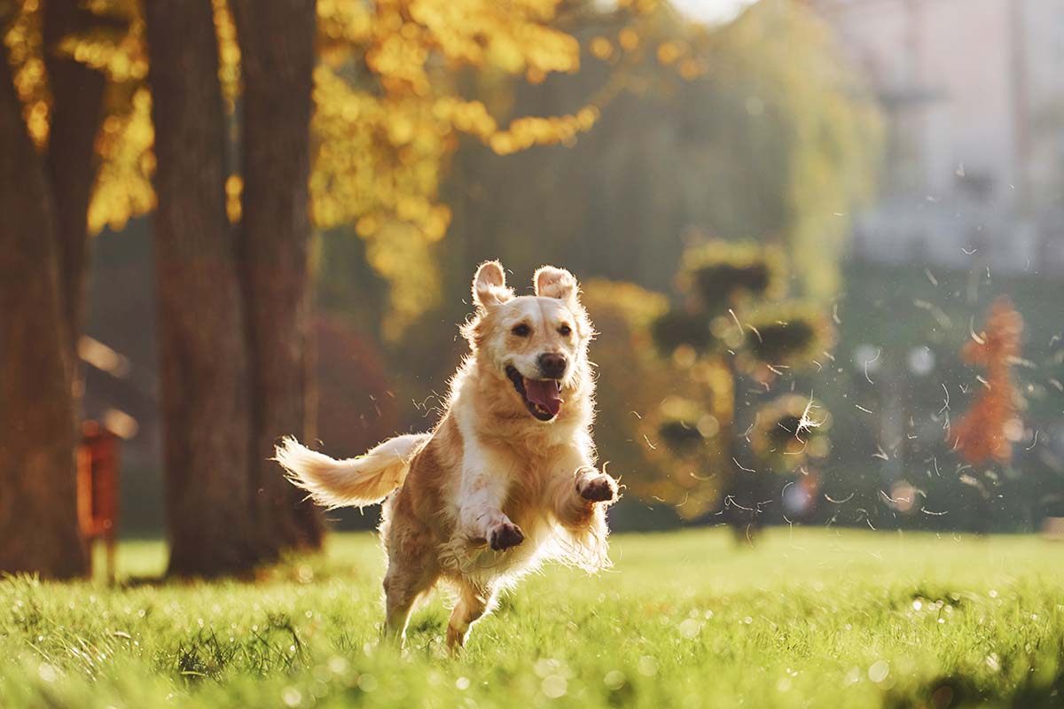 strengthen dog's immune system
