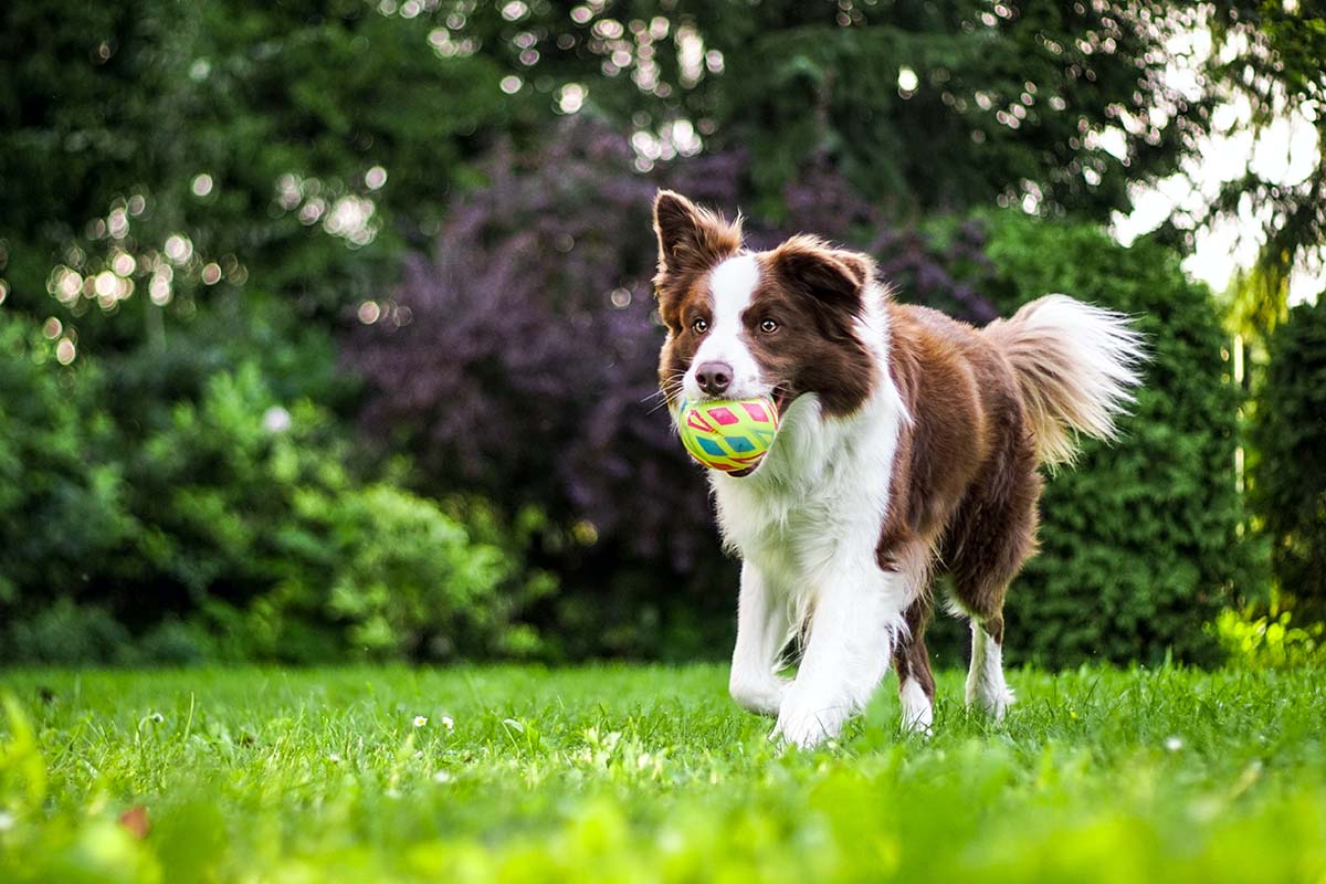 Dog Training Facility in the UK