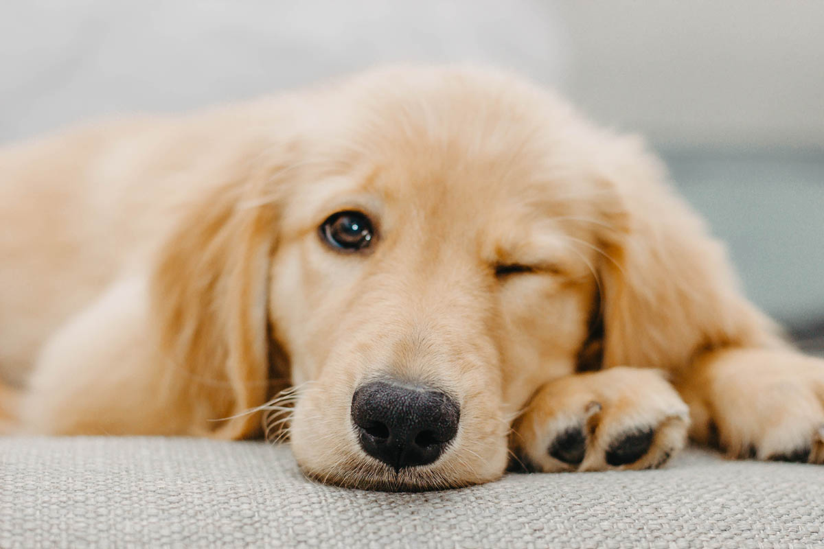 Golden retrievers
