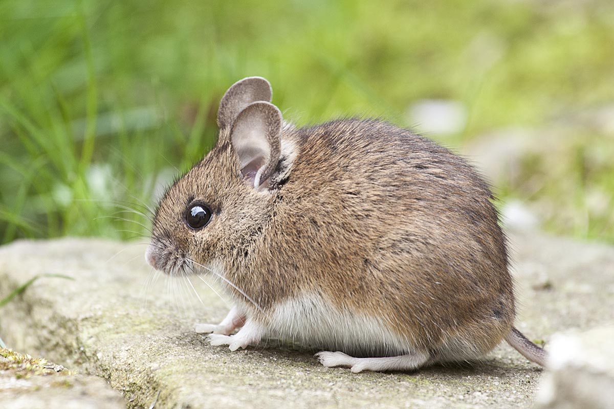 Expert Insights to Ward Off Pesky Intruders