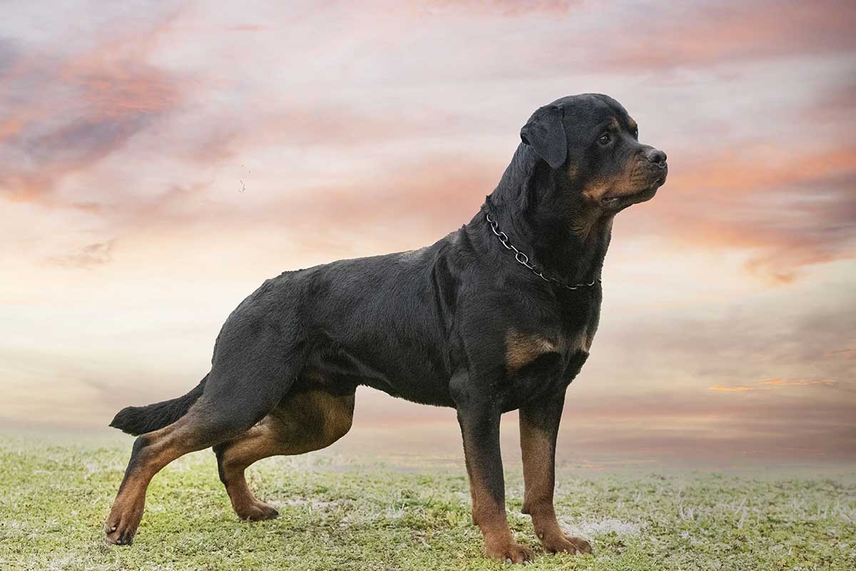 Why Large Dog Breeds Require Certain Adjustments to Their Diet