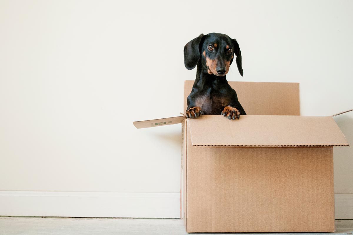 moving to Europe with a pet