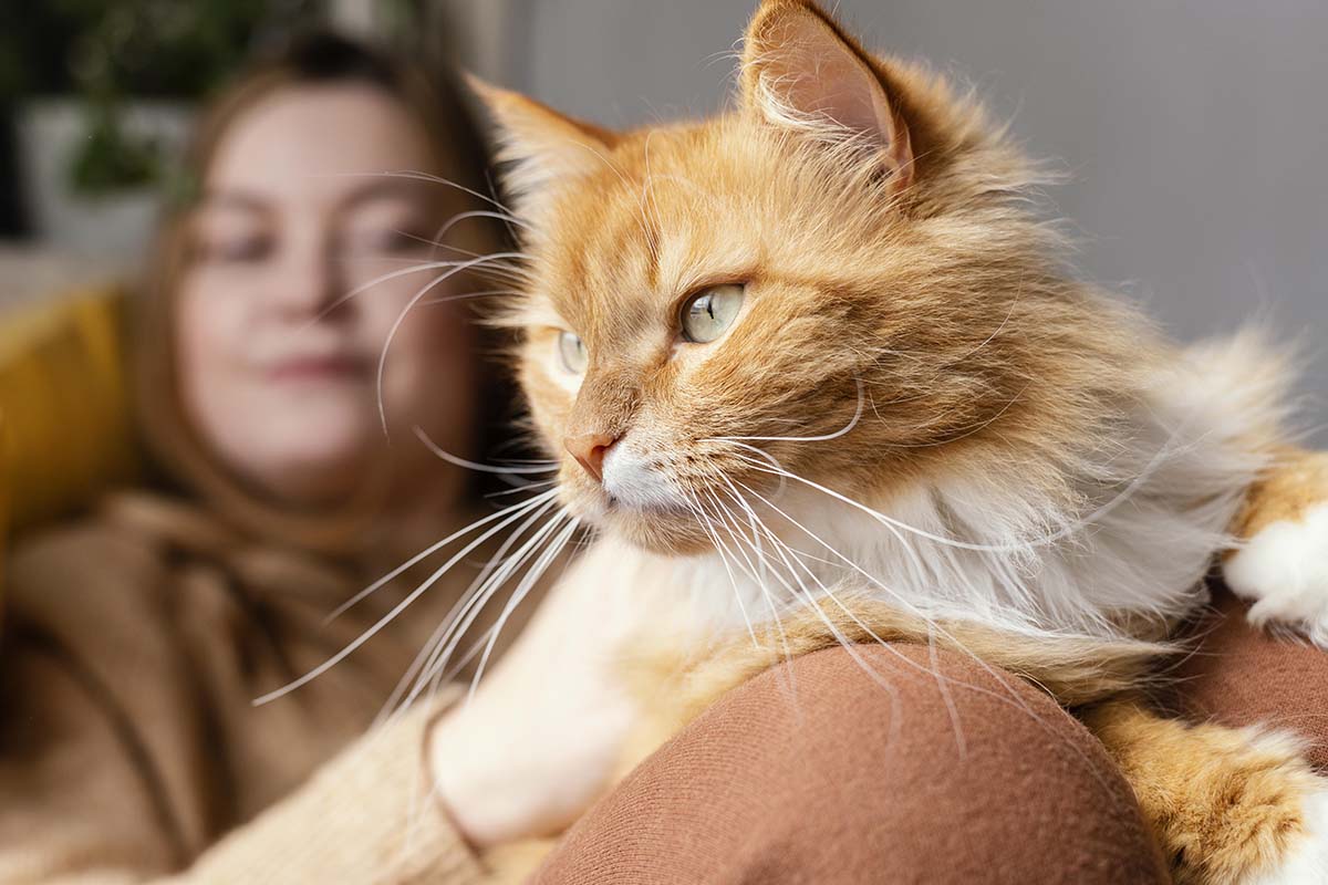 Adopting An Adult Cat
