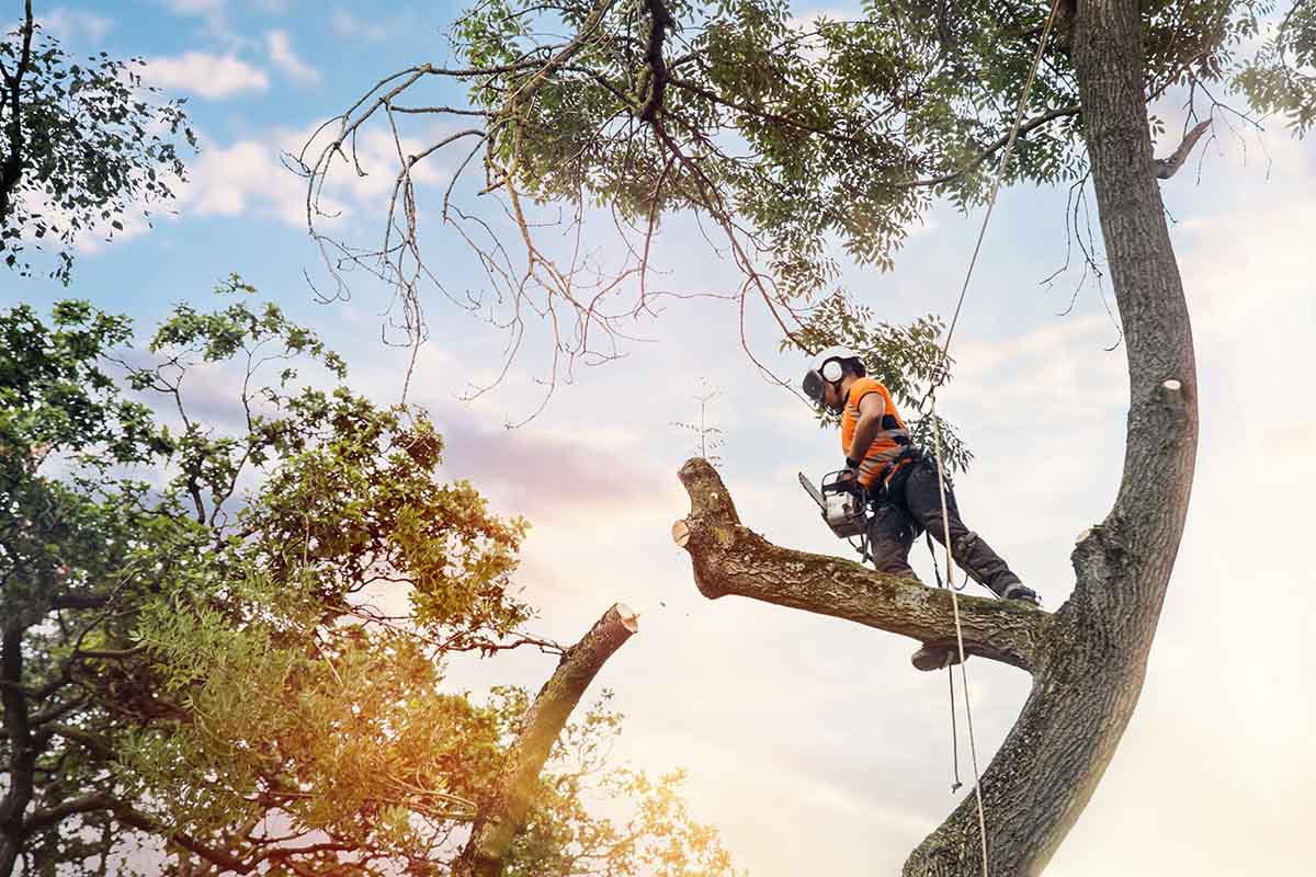 Why Should You Consider Hiring An Arborist