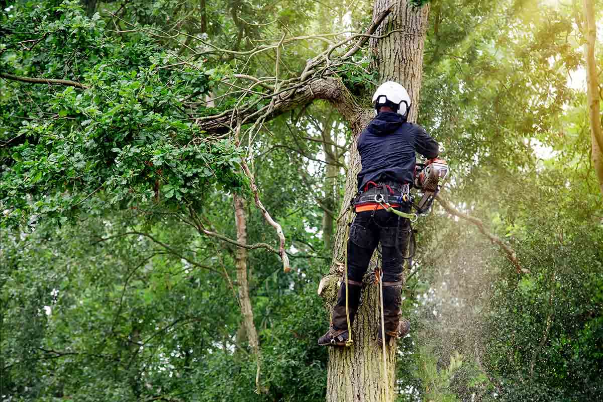 hiring an arborist