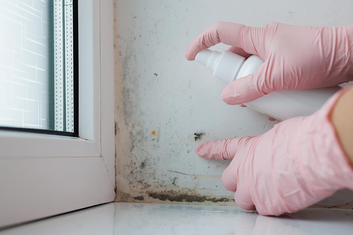 mildew cleanup