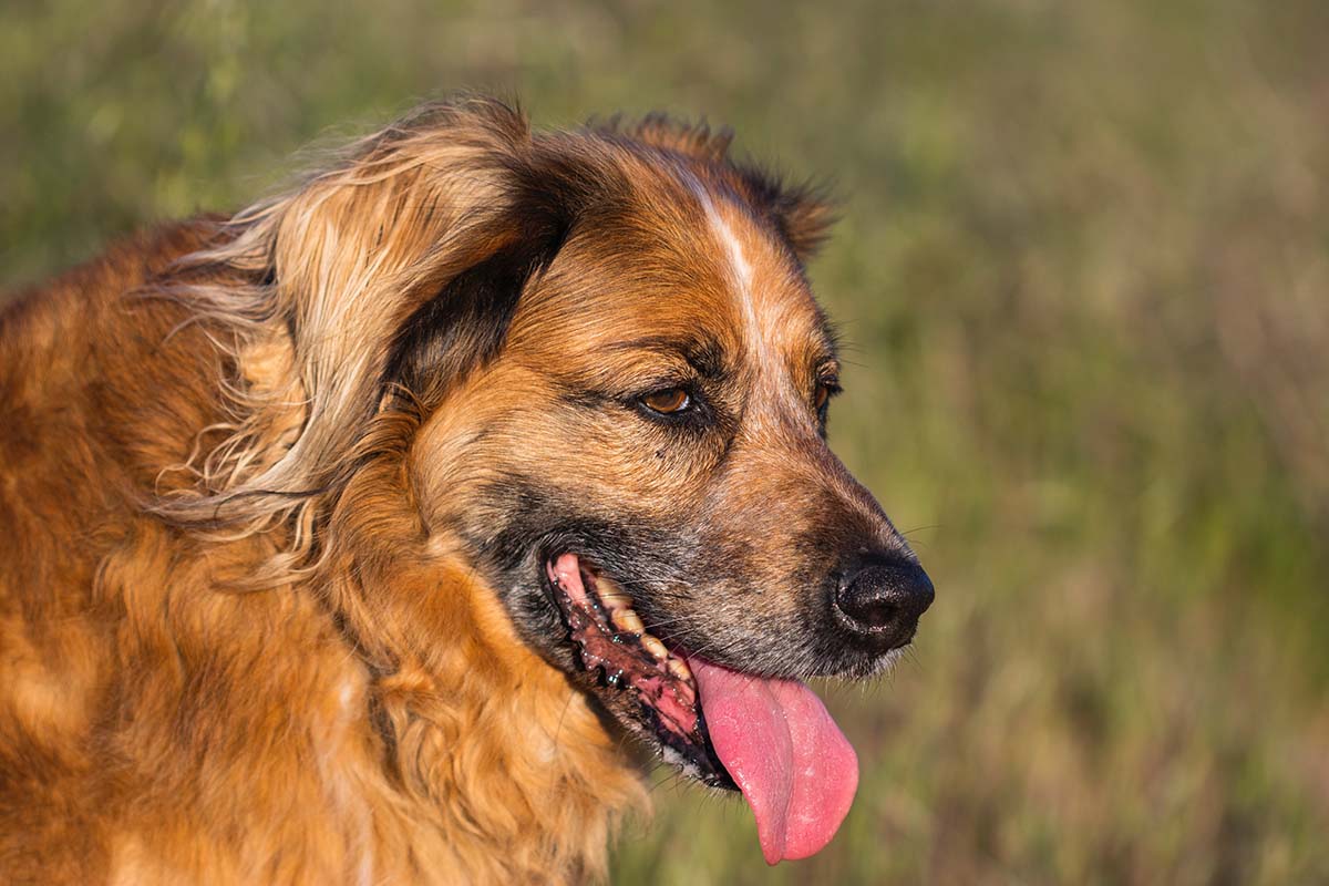 how to care for a senior dog