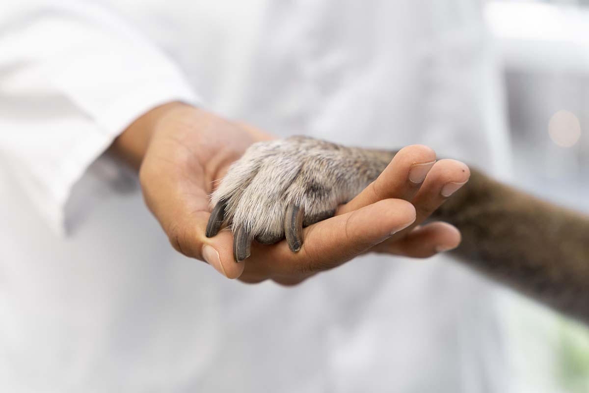 pet industry