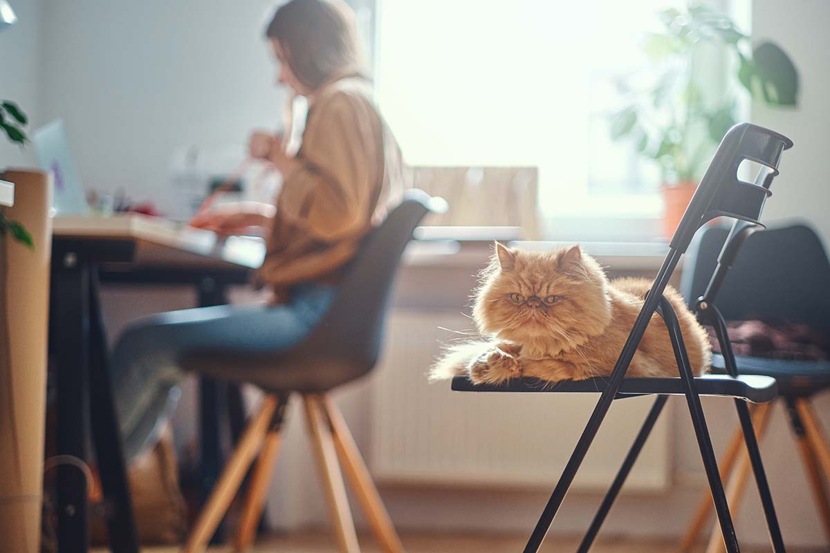 Cat-Friendly Home Office