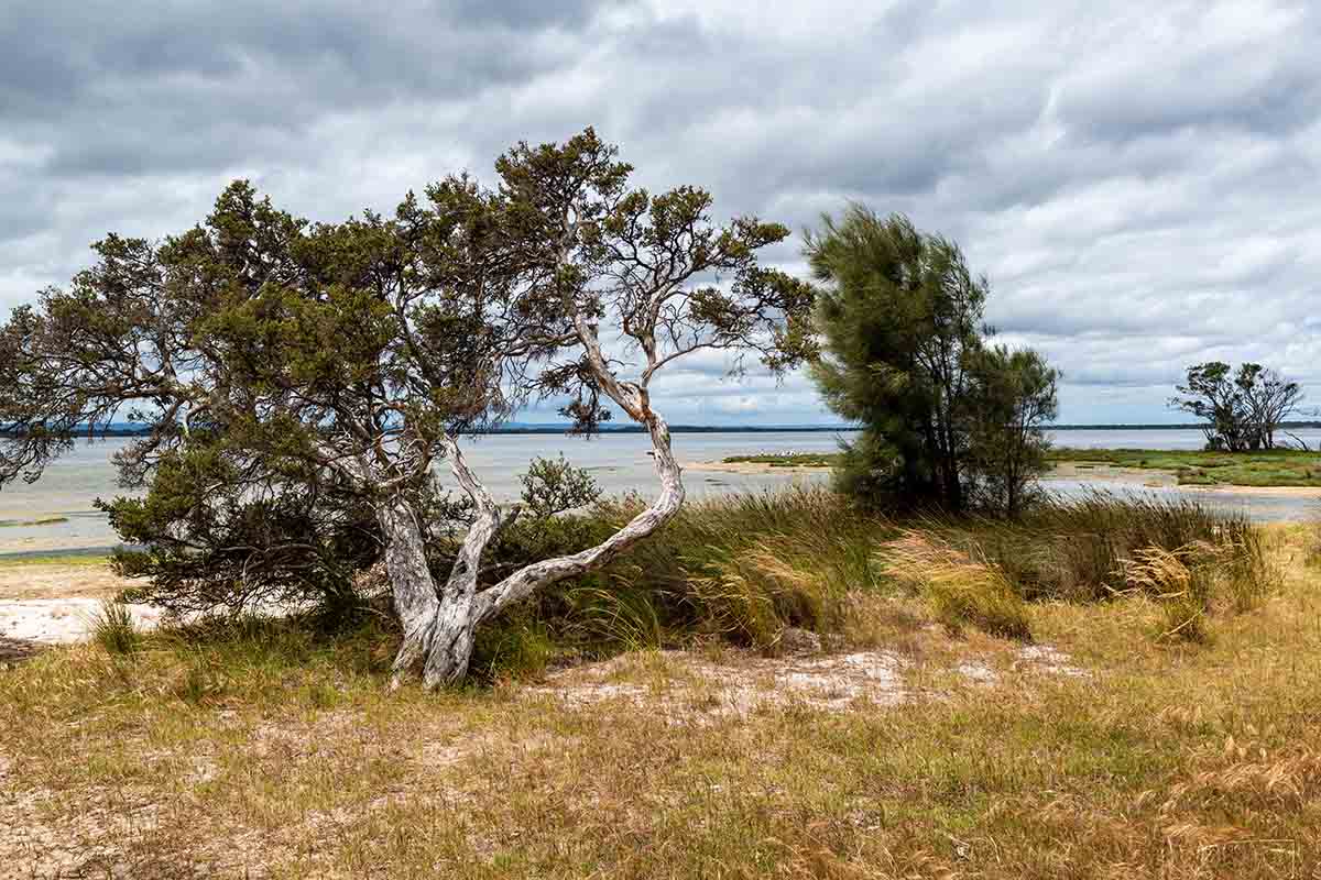 Essential Tips for Maintaining Vibrant Tree Health in Australia