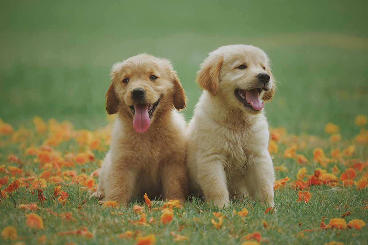 First-Time Dog Owner Mistakes