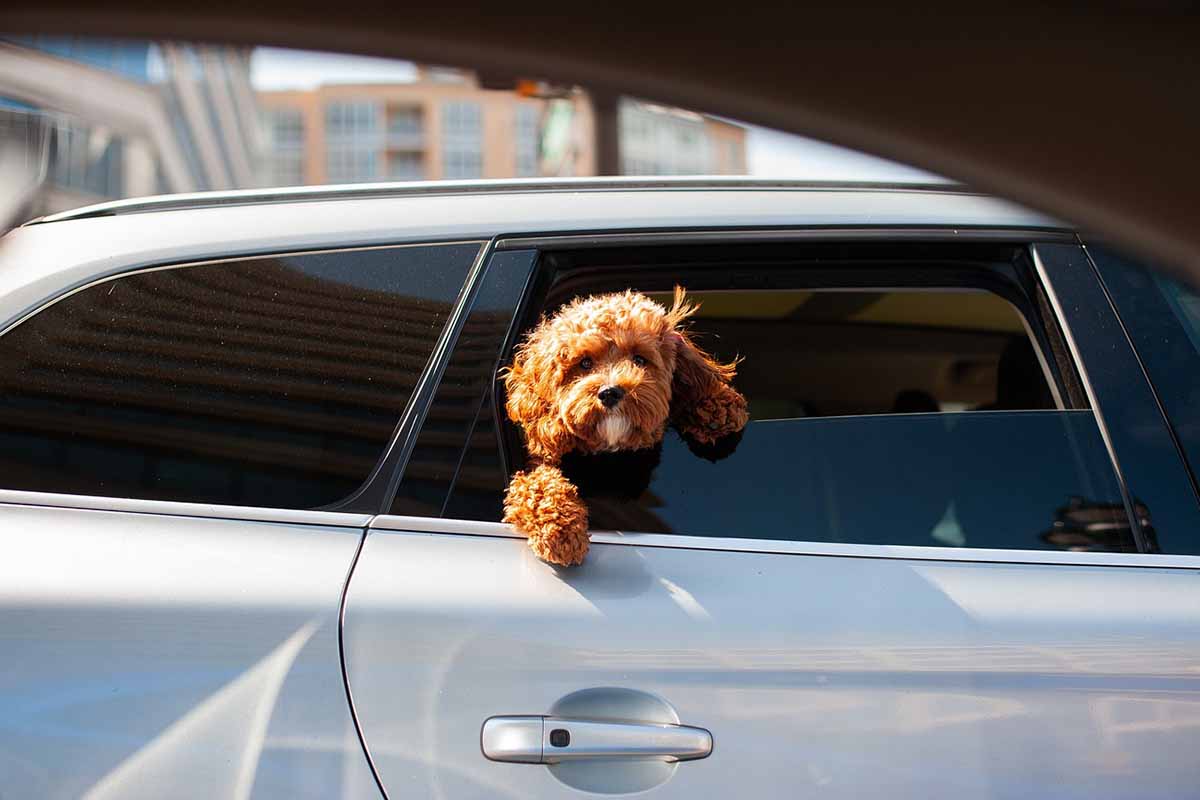 Protecting Your Car In 5 Easy Steps
