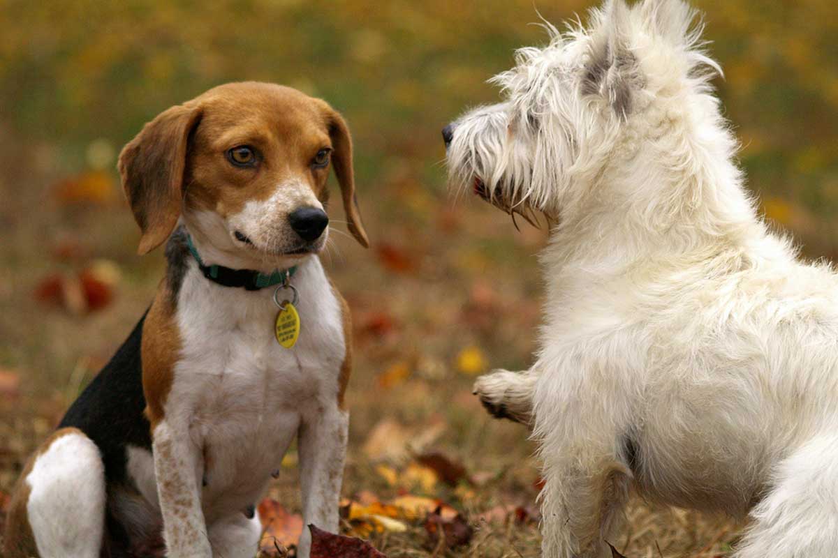 UTI in Dogs