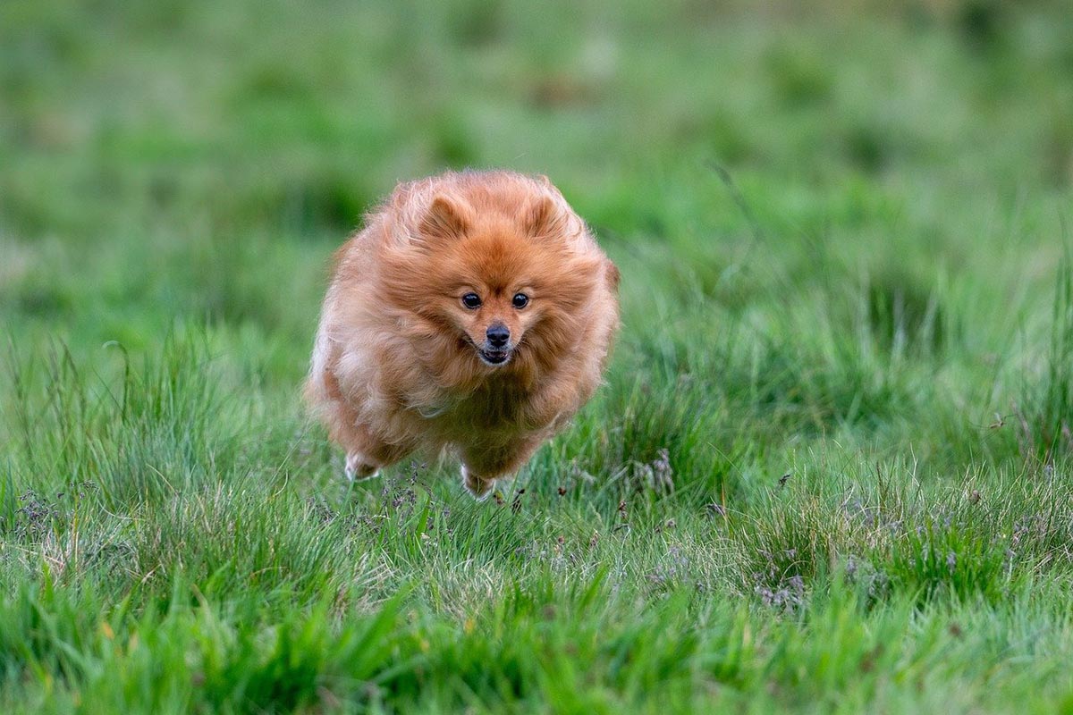 How To Deal With An Overly-Energetic Dog